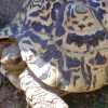 Leopard Tortoise.jpg
